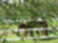 Sunrise Horse Farm