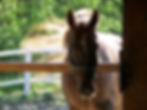 Sunrise Horse Farm