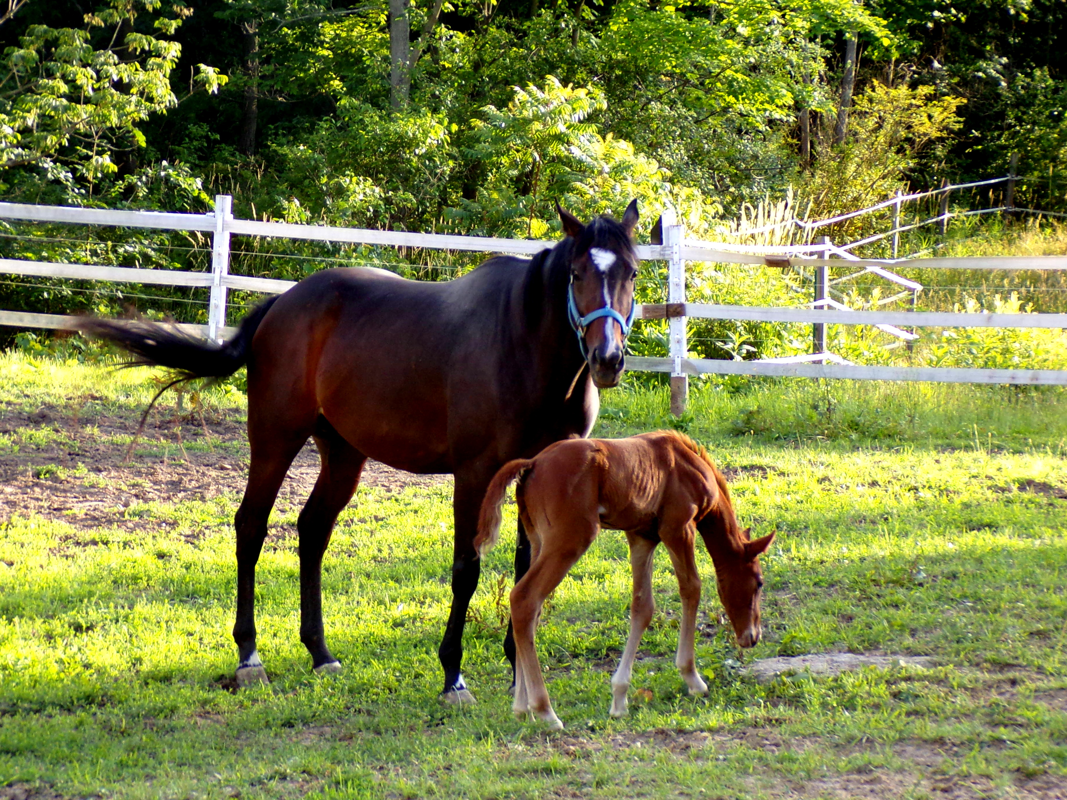 Sunrise Horse Farm Organic Farm in Chesterland, Ohio Geauga County