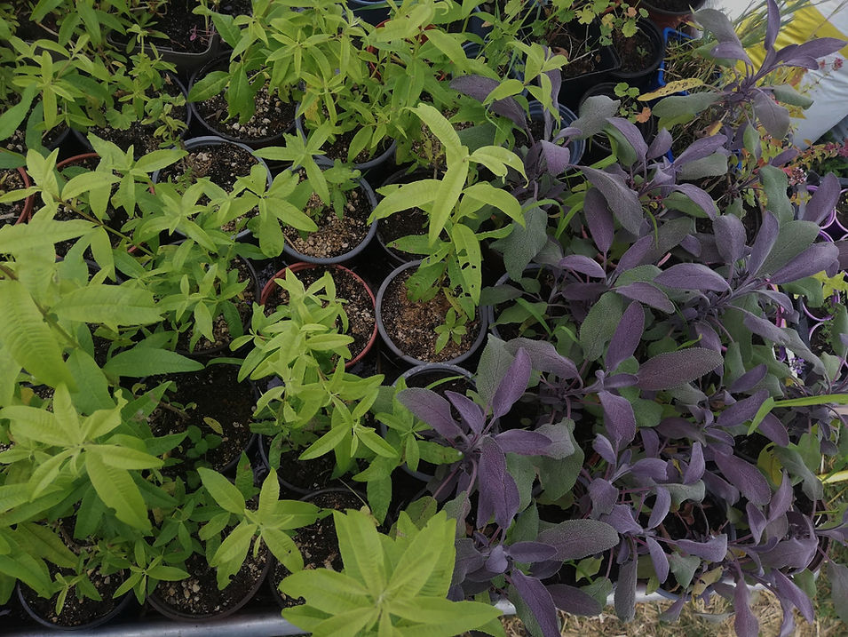 bouturage et semis4_edited.jpg