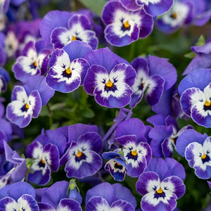 Spring Mystery Quilt 2023 - Week 5