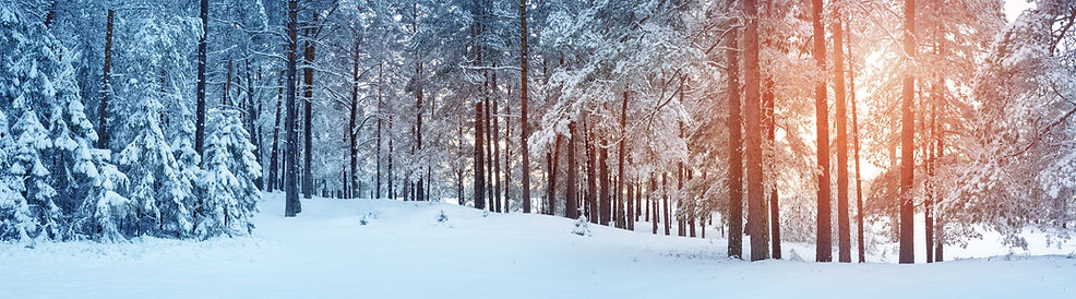 Pine trees covered with snow on frosty e