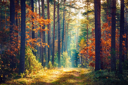 Autumn forest nature. Vivid morning in c