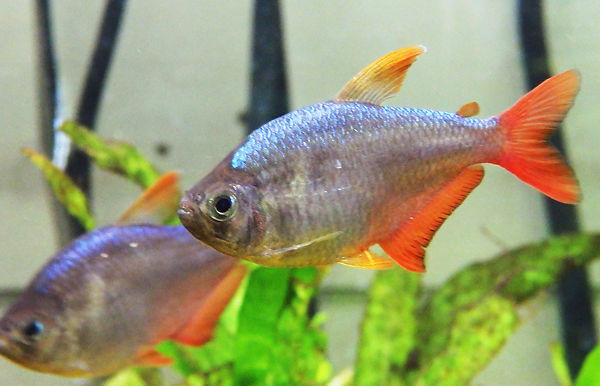 Columbia Redfin Tetra 29 Aqua Columbia Redfin Tetra 29 Aqua