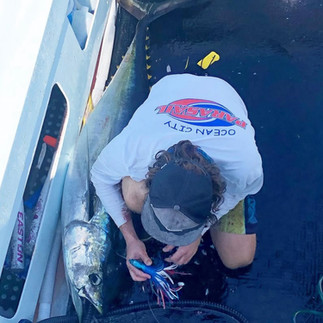 A prized ahi tuna for a charter guest