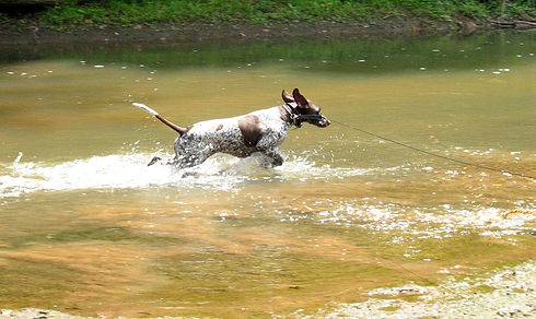 River%20Hound_edited.jpg