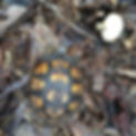 Box Turtle.JPG