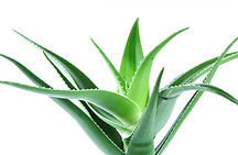 plante aloevera barbadensis_edited.jpg