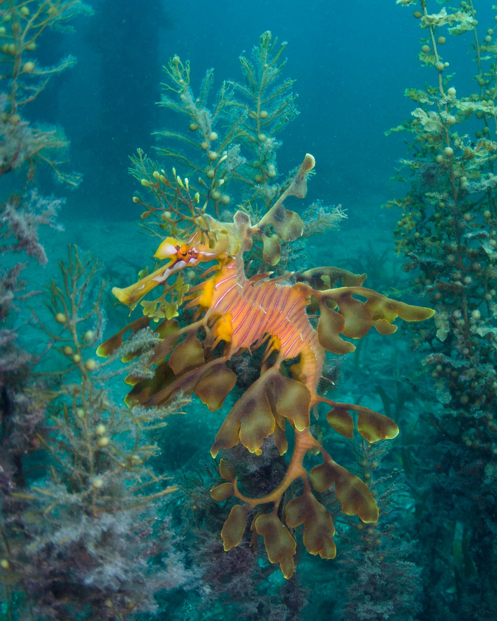 Leafy Sea Dragon