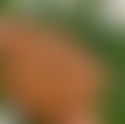 Chocolate Walnut Banana Bread Cookies