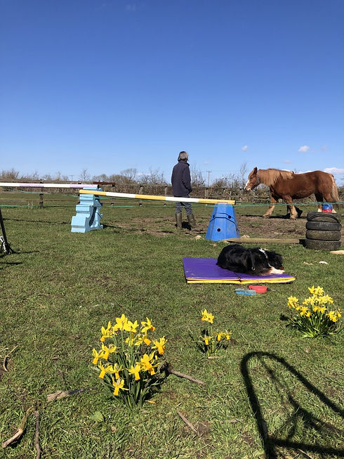 daffodils and rosie.jpg