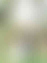 first look at the wayback