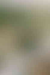 tented wedding reception at the wayback in austin texas