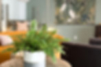 clubhouse fern closeup.jpg