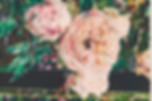 rose-souvenir de la malmaison_art institute of chicago.jpg