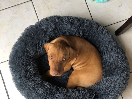 What Pepper the dog can teach us about Leadership.