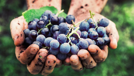 We Asked 9 Somms: Is Natural Wine Overrated?