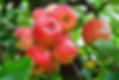apple-tree-apples.jpg