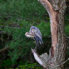Great Blue Heron
