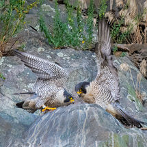 Peregrine Falcon