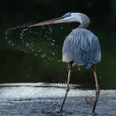 Great Blue Heron
