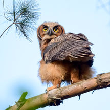 Great Horned Owl Fledgling