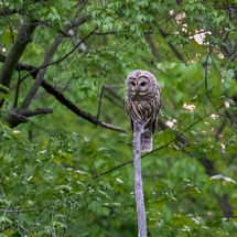Barred Owl 