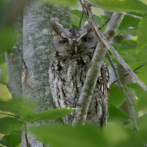 Screech Owl