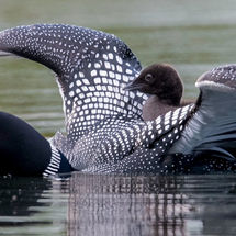 Common Loons