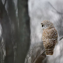 Barred Owl 