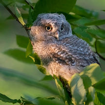 Screech Owl Fledgling