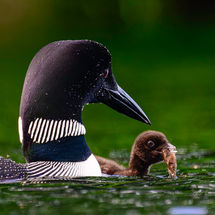 Common Loons