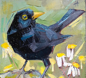 Blackbird Gwen Adair Oil on Board 20x20cm £375.jpg