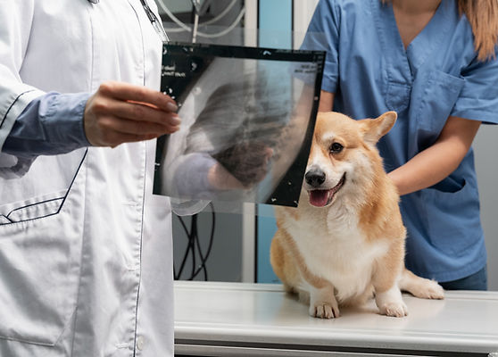 veterinarian-taking-care-pet-dog (5)_edited.jpg