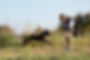 dog-trainer-teaching-dog-run-though-obstacles (1).jpg