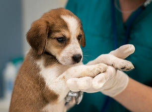 close-up-veterinarian-taking-care-dog (1).jpg