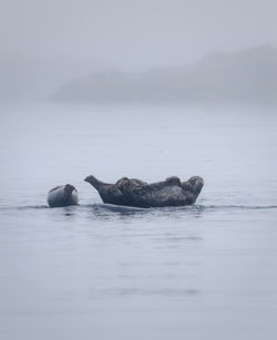 Seals in the Mist