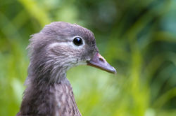 Female Mandarin Duck Portrait