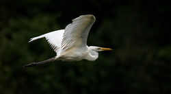 Egret in Flight