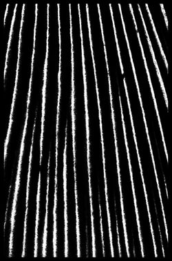 Mushroom Lamellae
