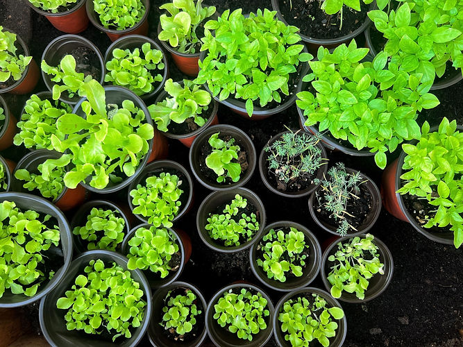 Fresh plants growing as part of SOS Foundation's nutrition and agriculture education program in Monroe County, Florida Keys