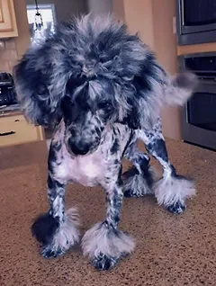 cryptic merle poodle