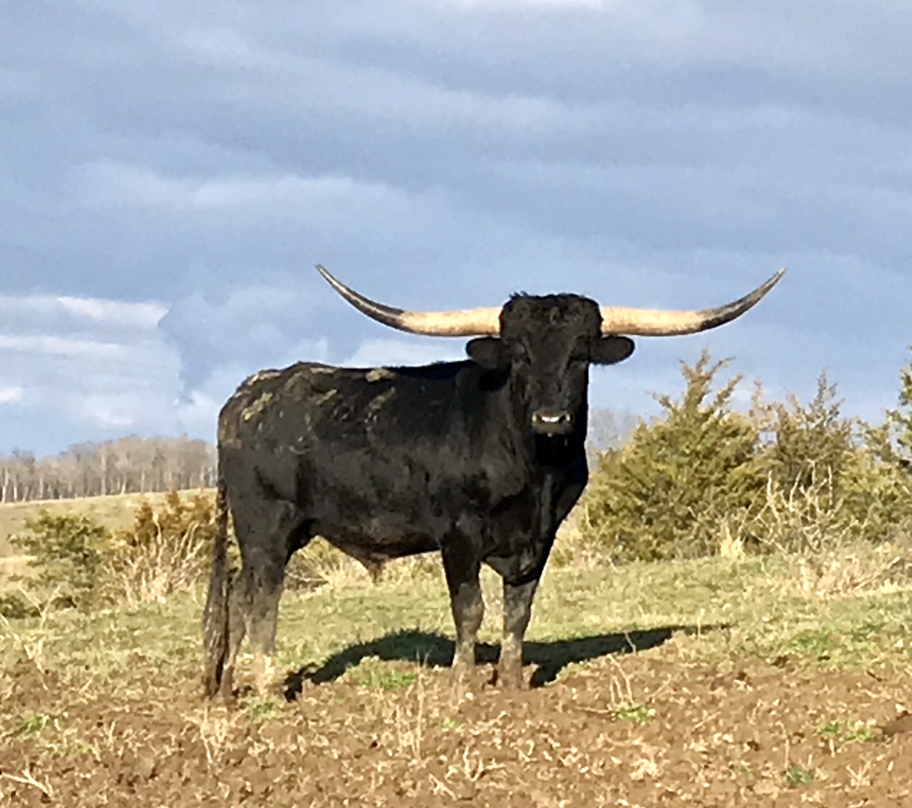 Longhorn Cookeville Tn - 68h2klb