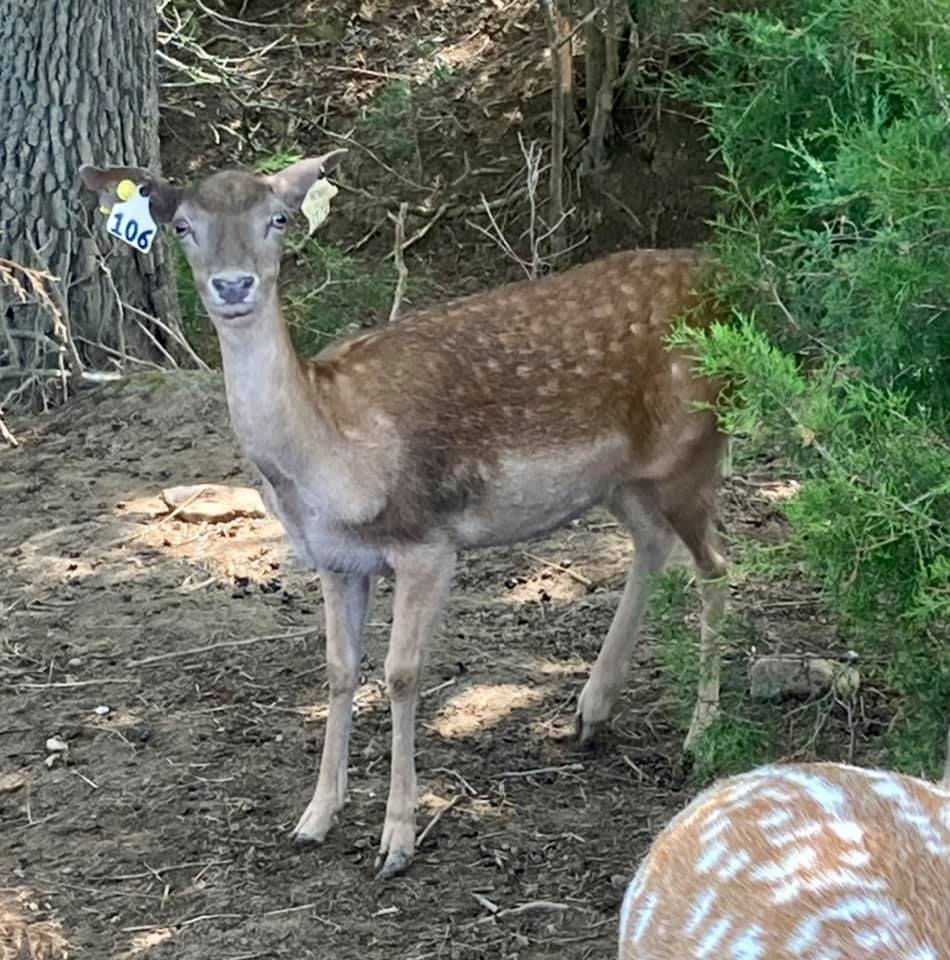 Samantha, our chocolate brown doe. She's also our most skittish deer.