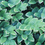 Thumbnail: Soloman's Seal - Polygonatum biflorum Commutatum 6"Pot