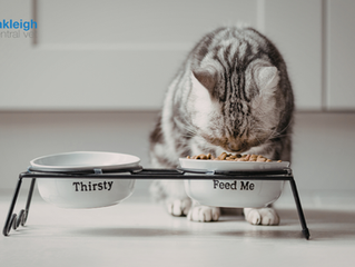 Nutrition Tips for Senior Pets