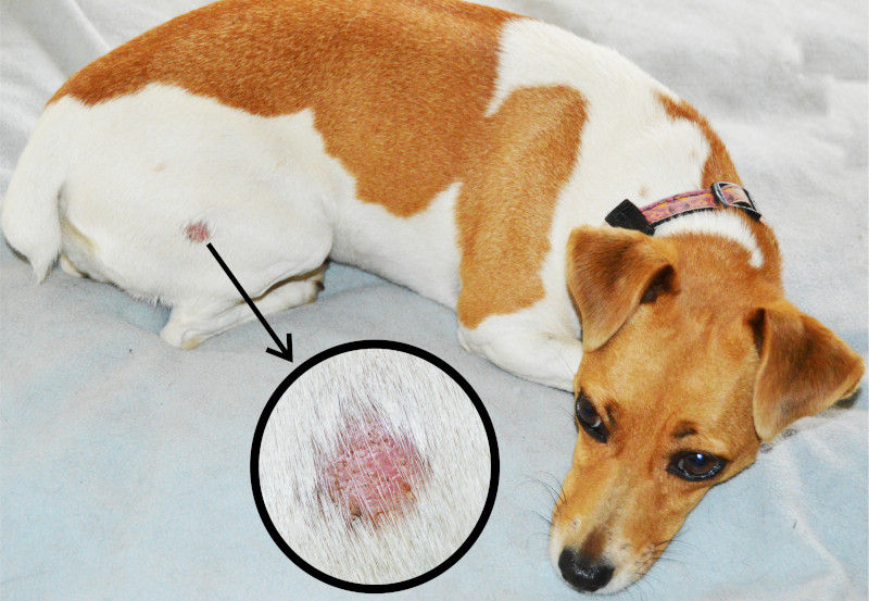 Photo courtesy: RSPCA Australia