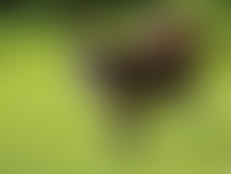 Safe Exercise Plans for Dogs of All Ages