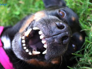 How Dental Health Affects Your Pet’s Body: The Liver