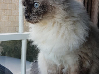 Does your cat have arthritis?